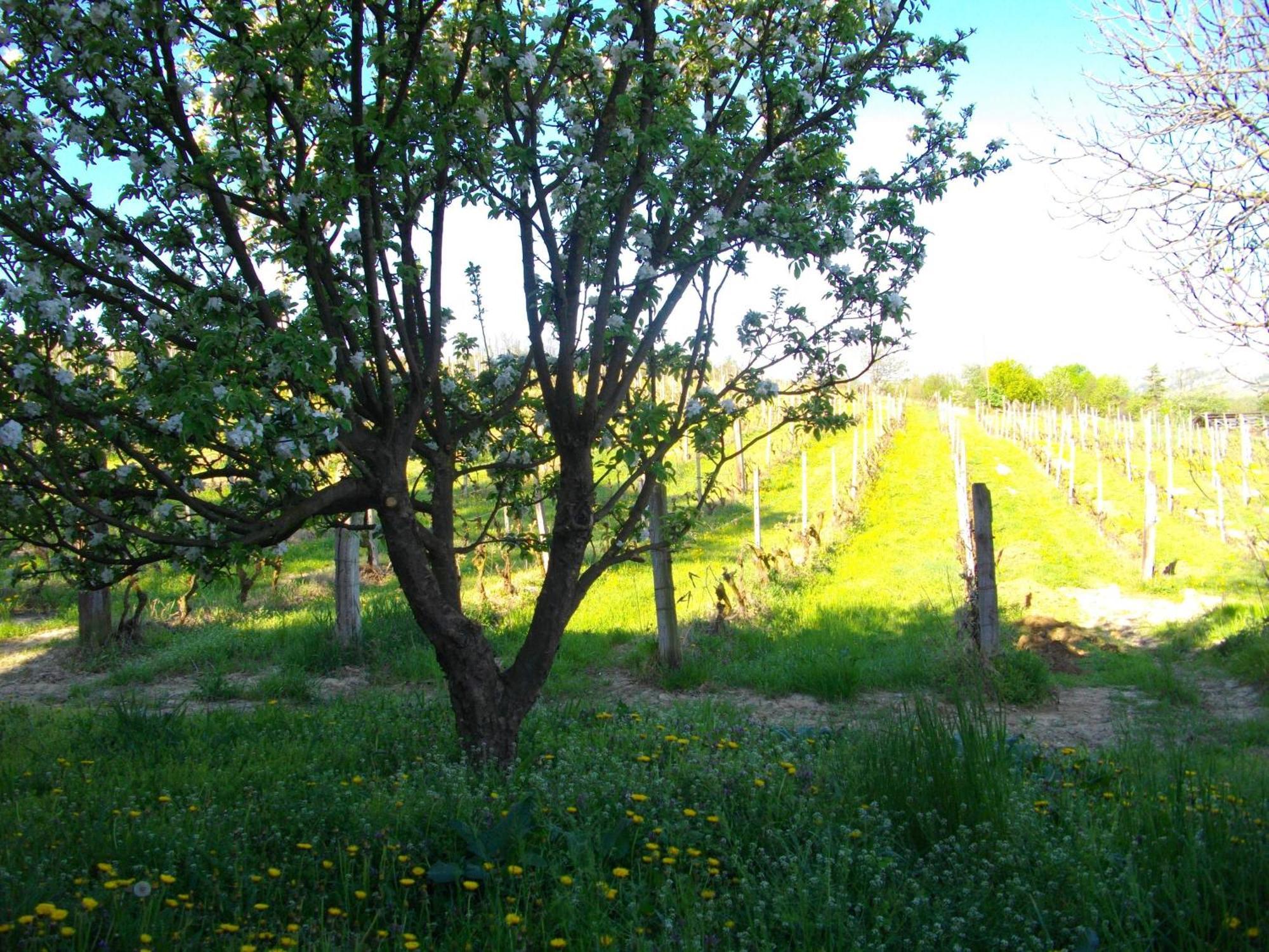 La Martinella Villa Canelli Eksteriør bilde